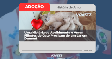 Uma História de Acolhimento e Amor: Filhotes de Gato Precisam de um Lar em Dumont