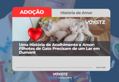 Uma História de Acolhimento e Amor: Filhotes de Gato Precisam de um Lar em Dumont