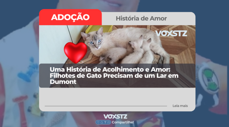 Uma História de Acolhimento e Amor: Filhotes de Gato Precisam de um Lar em Dumont